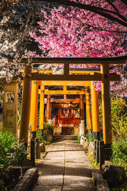 京都の桜「平野神社」ライトアップ
