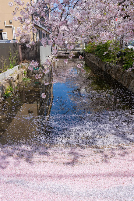 京都の桜「高瀬川」花筏