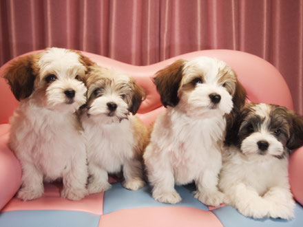 Havanese Puppy ブリリアントハバニーズで産まれたベビー