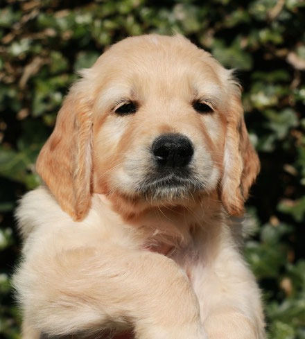 Vervorming breedte Zilver Ja, wij willen een pup! - Golden Retriever Vereniging