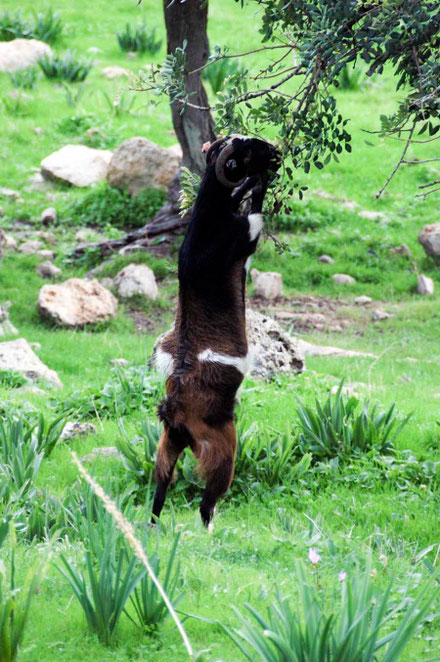 Goat ignores grass, goes for tree
