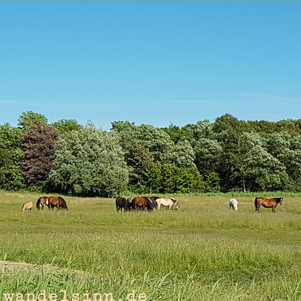 Insel Hiddensee - Pferdeland 