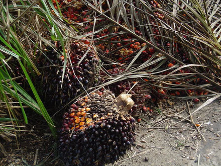 Palmölfrucht