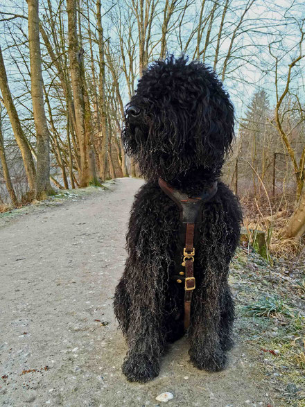 Jacko am Donnerstag, 17.03. kurz nach 07.00 Uhr. Ein paar Hüpfer in die Amper sorgten für gefrorenes Fell bis zum Bauch. Er sollte sich etwas austoben, bevor es nach Grafenwöhr / Bayern zum Workshop ging.