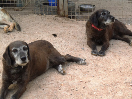 Wer kennt sie nicht, unsere beiden, die seit Februar 2008 im Tierheim in Lleida sind: Dori und Dorita, das unzertrennliche Geschwisterpaar