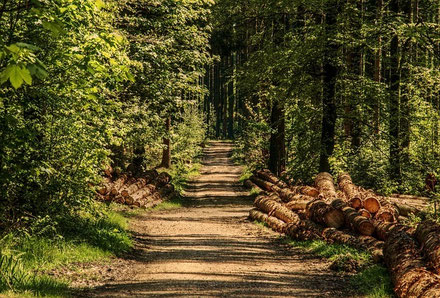 eine Baumallee im Wald