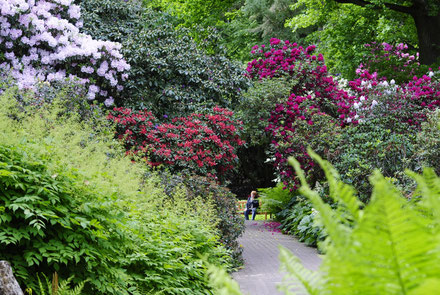 Foto: Privat | Rhododendron
