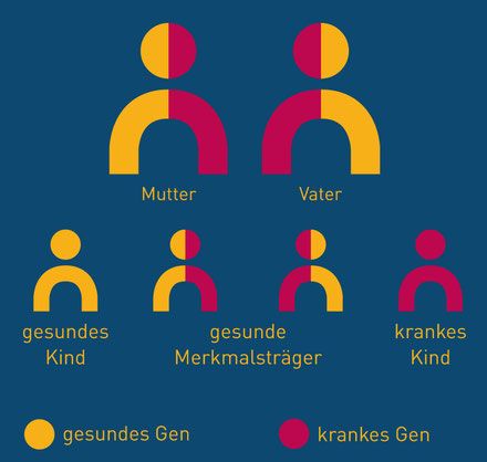 Grafik Vererbung autosomal-rezessiv Mukoviszidose