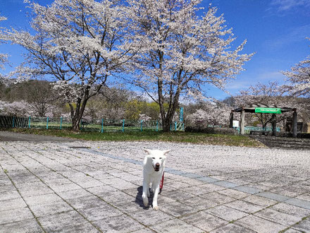 岩手占い,盛岡占い,北上市スピリチュアル,奥州市スピリチュアル,岩手保護犬