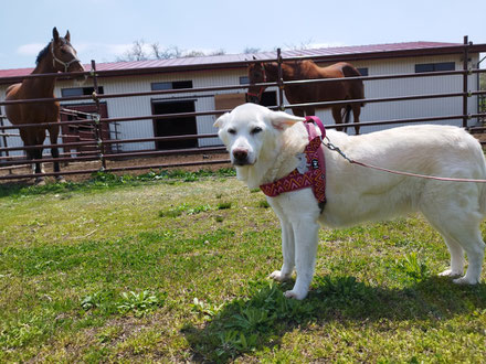 コスモロングソード,岩手引退馬,引退馬支援,岩手保護犬,白河市パワースポット