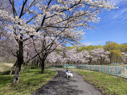 仙北市占い,仙北市整体,角館町整体,角館パワースポット,秋田保護犬