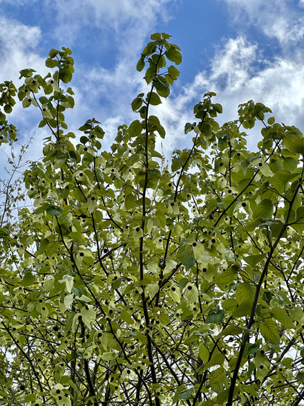 Le Davidia involucrata ( arbre à mouchoirs) avril 2024