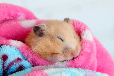süsse Goldhamster, GoldhamsterKaufen, GoldhamsterSteckbrief, GoldhamsterKaefigselberbauen, Haustiere, Nagetiere, Tierschutz, Ben Nager, www.BenNagerBooks.com Hamsterliebe, Hamsterhaltung und Pflege, www.bennagerbooks.com