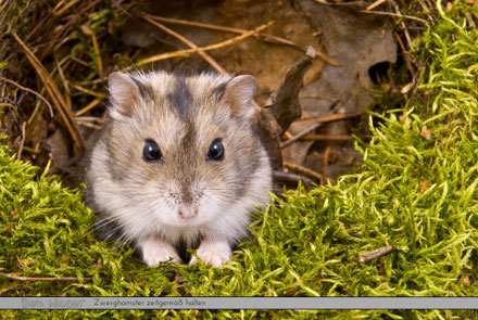 süsseZwerghamster, ZwerghamsterKaufen, ZwerghamsterSteckbrief, ZwerghamsterKaefigselberbauen, Haustiere, Nagetiere, Tierschutz, Hamsterliebe, Hamsterhaltung und Pflege, www.bennagerbooks.com