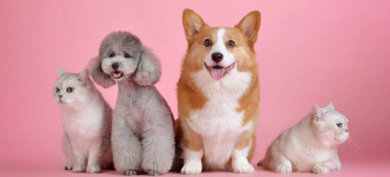 poppy-animal-hospital ページ！