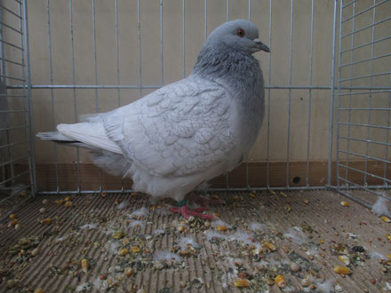 bleu poudré maillé vol blanc emaunel gelé 96 