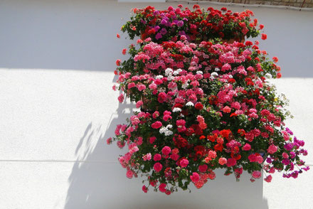 Cordoba top things to do - Balconies - Copyright  Adam Jones