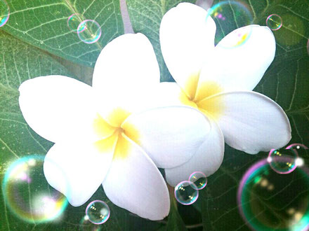 幸せを呼ぶ花 バリのお花 フランジパニ 自分を愛して 自分力を高める