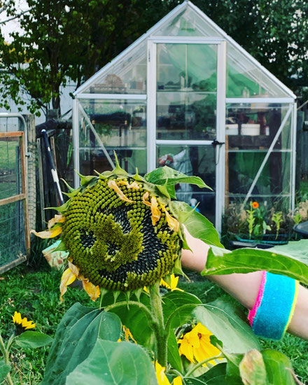 Growing sunflowers with kids.