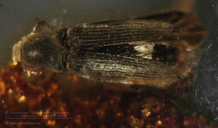 Инклюзы в янтаре:  Coleoptera, Eucnemidae 