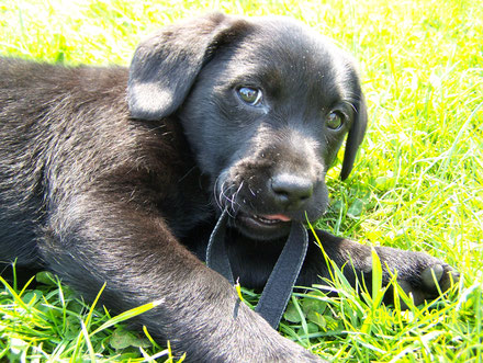 schwarzer Hundewelpe