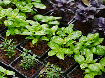 foire aux plantes de lons le saunier - association llb - produteurs du jura