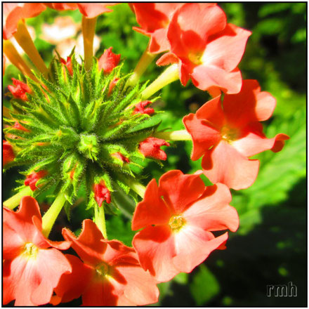 verbena