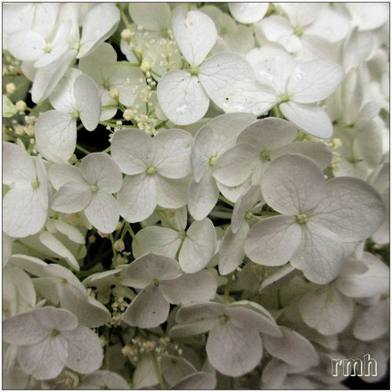 hydrangea