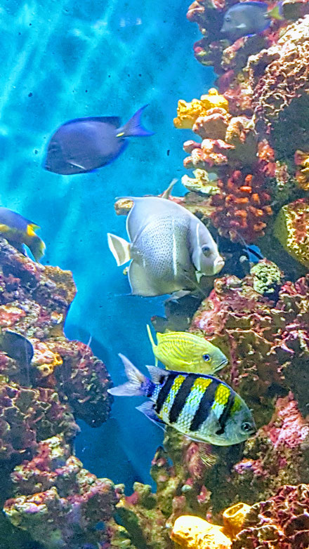 barcelone-aquarium