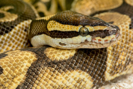 Photo d'un serpent, le Python royal