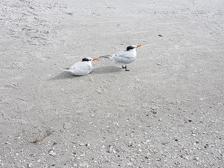 Wir sind die Royal Terns und wir sind Seeschwalben