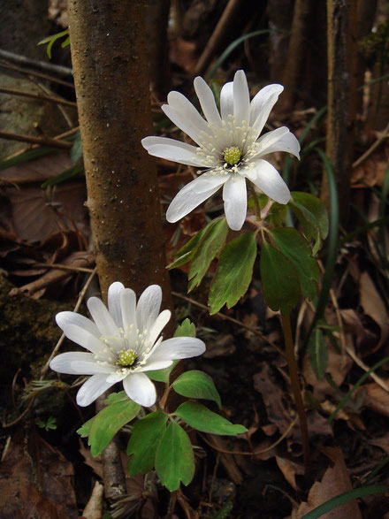 アズマイチゲ　2010.03.13　　東京都八王子市