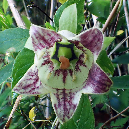 ツルニンジンの花を下から