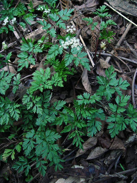 ＃３　セントウソウ　　2012.04.08　東京都八王子市　alt=250m