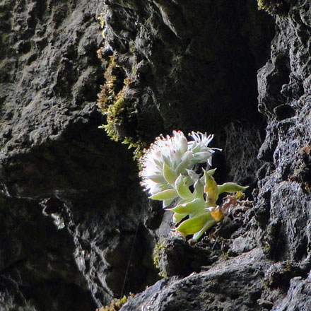 ツメレンゲと思われる植物も花を咲かせていた