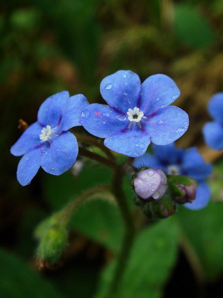 ルリソウの花の中央の突き出した白い部分は花冠の一部。副花冠と呼ぶのが相応しい