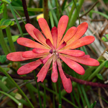 紅葉した葉がキクの花のように見えるので、ハギクソウ