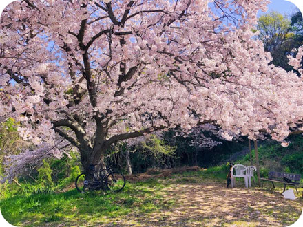 淡路島　レンタサイクル　花見