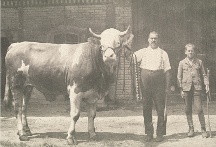 Abb.3: Stolz auf den Prachtsmuni – hier ist Büron noch ein Bauerndorf, 1920er-Jahre.