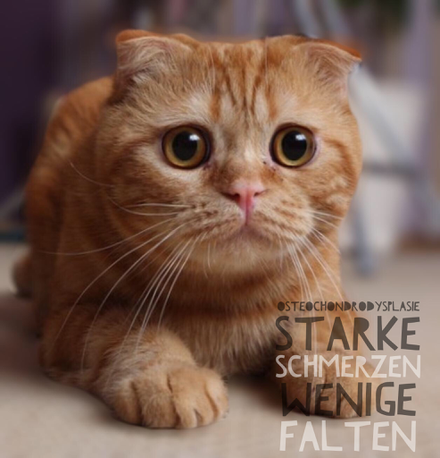 Faltohkatze, Scottish-Fold-Katze, blue