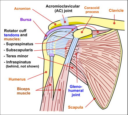 Supraspinatus=棘上筋、Subscaplaris=肩甲下筋、Teres minor=小円筋、Infraspinatus=棘下筋