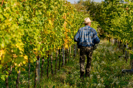 biodynamischer weinberg in villány, weingut wassmann, naturwinzer wassmann