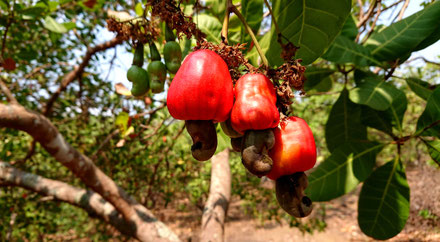 Vietnam-Exporte-Cashew-Produkte-Platz 1-Cashewnuss-Cashewbaum-Umland-Buon Ma Thuot-Da Lak-Tour-Reise-Reisegruppe-Freunde