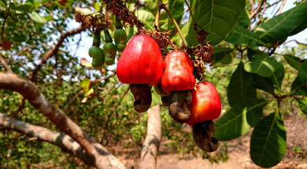 Vietnam-Exporte-Cashew-Produkte-Platz 1-Cashewnuss-Cashewbaum-Umland-Buon Ma Thuot-Da Lak-Tour-Reise-Reisegruppe-Freunde
