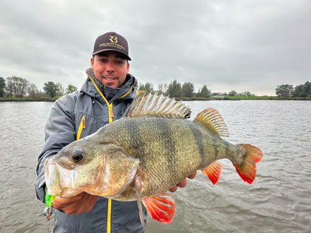 Reel Shad Hot Lemon - Der Gummifisch für dicke Barsche