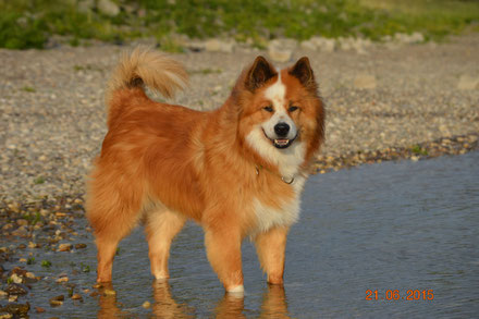 Lennon (Flash von der Buttstegge)