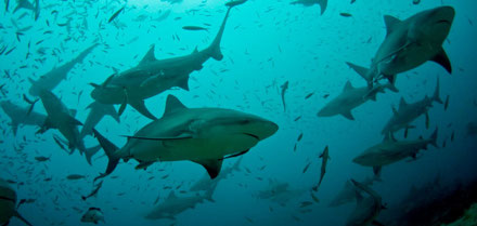 Bull Sharks at the Pinnacles in Mozambique