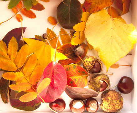 Herbstblätter_Schreibmeditation Achtsamkeit