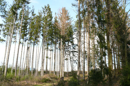 www.klimawandel-report.com; kranke Wäldern können der Luft kein CO2 entziehen und Kohlenstoff in ihre Biomasse einbauen.