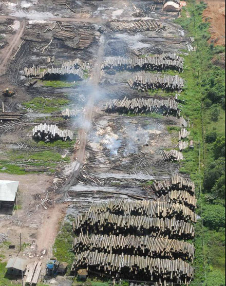 www.klimawandel-report.com; illegale Baumentnahme in Brasilien; Rodung